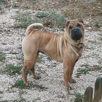 Italian sunshine del peodoro